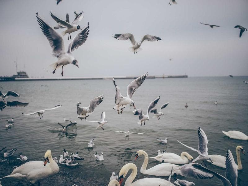 Healthcare Mobile App