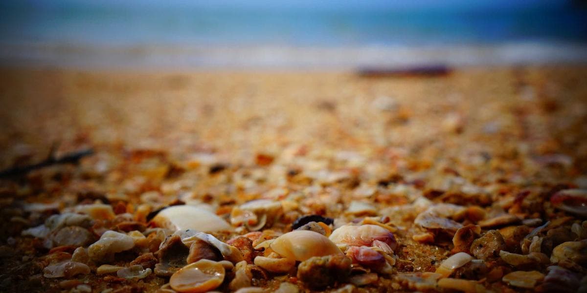 Software Development